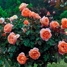 Чайно-Гібридні троянди