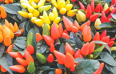 Перець Сальса F1, декоративний гострий, 5 насінин, LEDAAGRO, фото 2