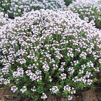 Тимьян обыкновенный Thymus vulgaris 2 л