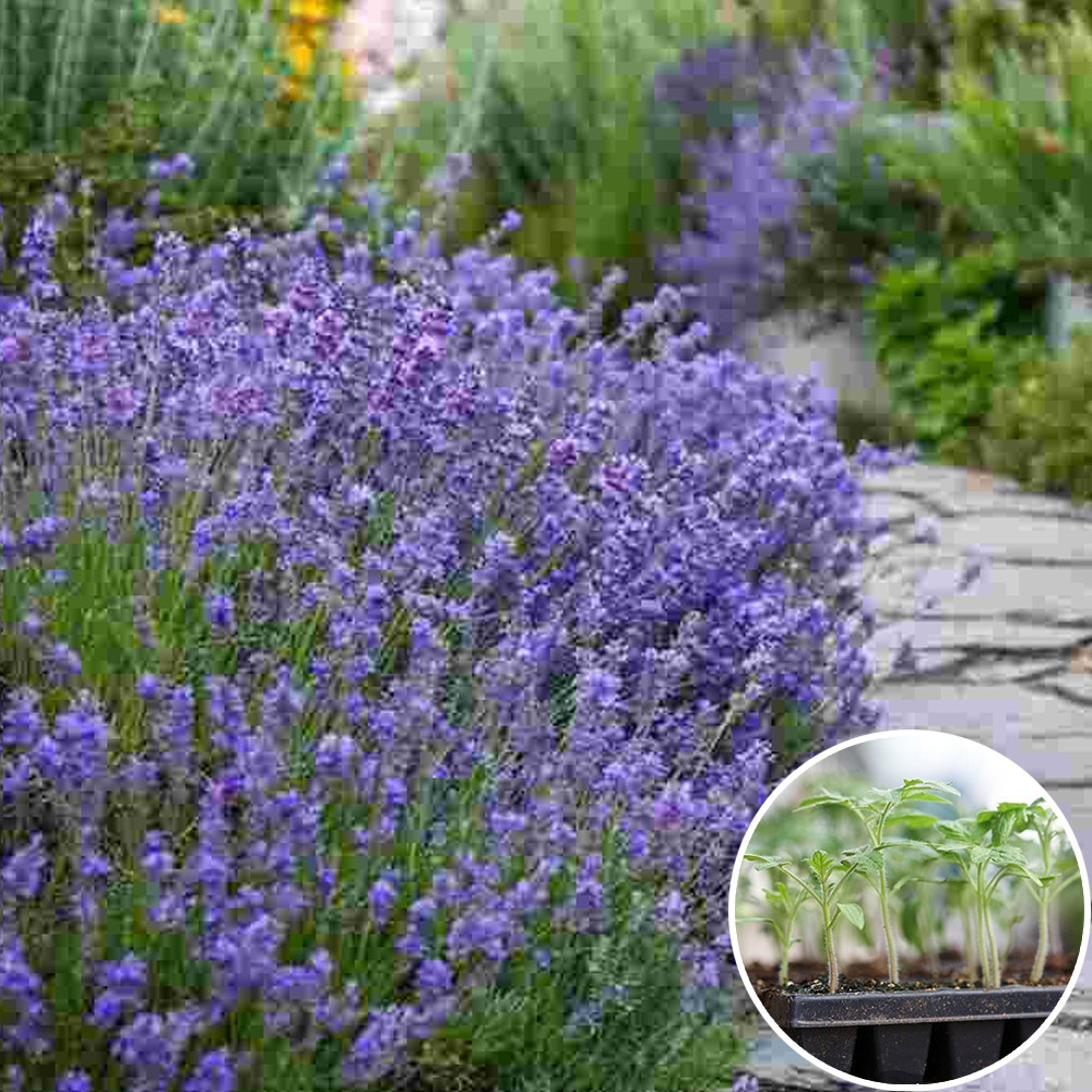 Рассада Лаванда Узколистная Элеганс Пурпурная 160 Шт (кассета) — в ...