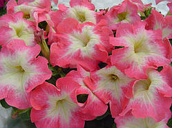 Petunia Limbo Pink Morn