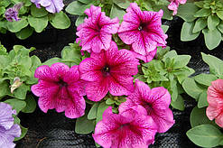 Petunia Limbo Plum