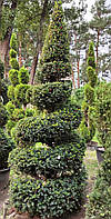 Тис ягодный Спираль Taxus baccata Spirale c 350 l h 200-250