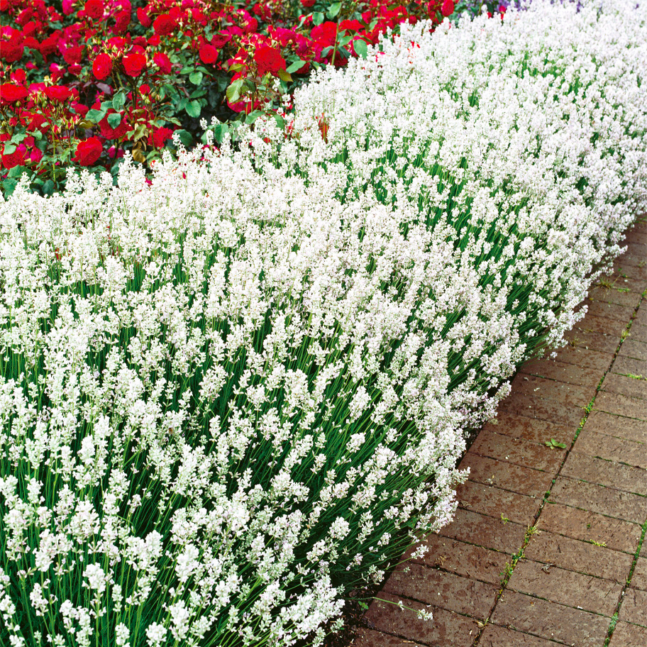 Саджанці Лаванди вузьколистої Біла (Lavandula angustifolia) Р9