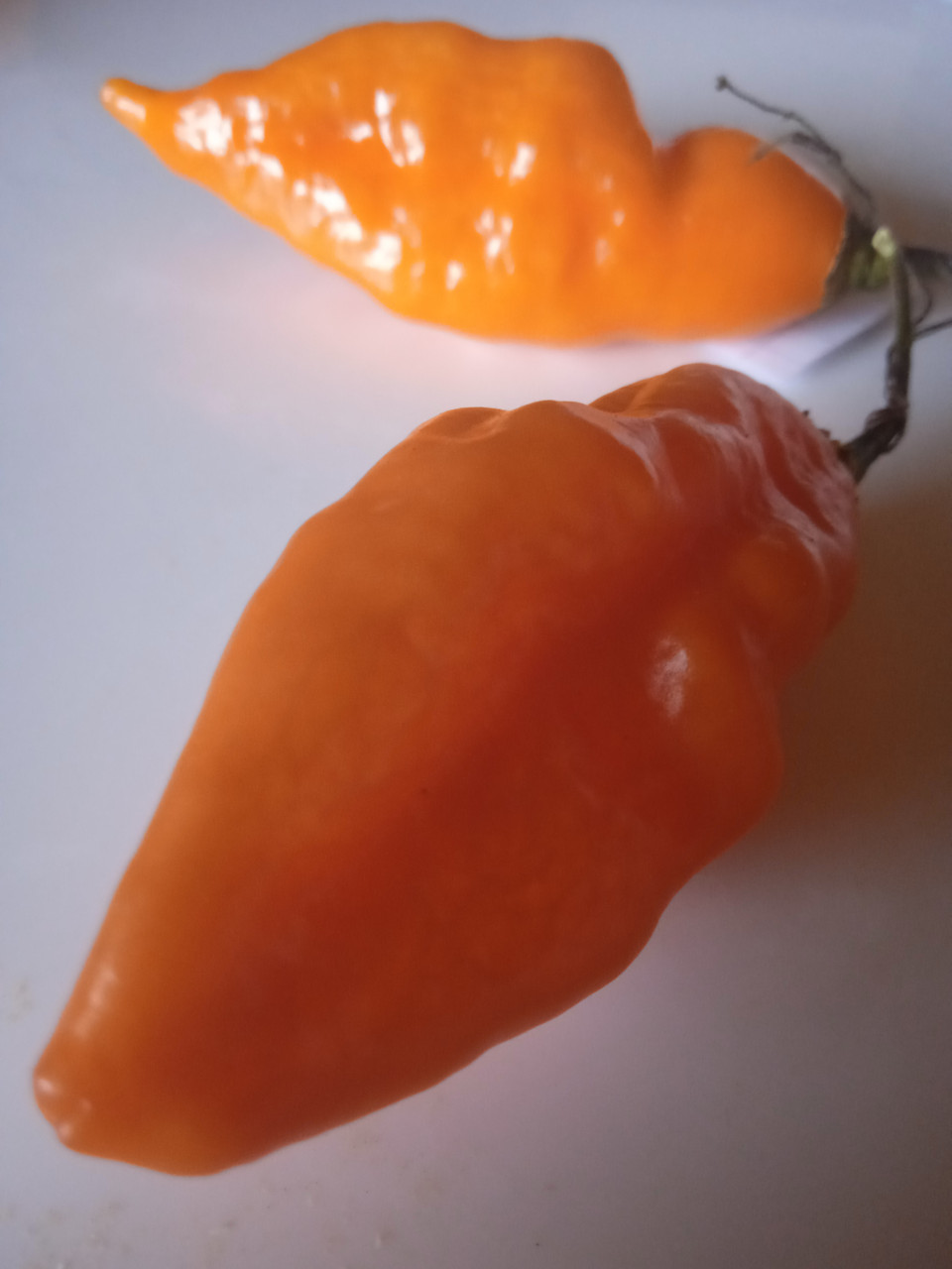 Гострий перець Scotch Bonnet Saraga (Скотч Бонет Сарага) насіння 5 штук