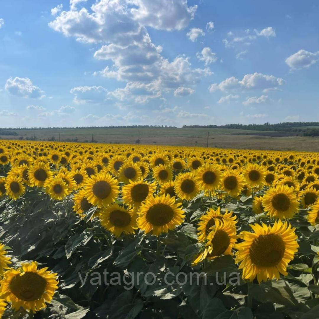 Гібрид соняшника БЕККЕР (BEKKER) Seed Grain Company