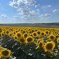 Гибрид подсолнечника БЕККЕР (BEKKER) Seed Grain Company