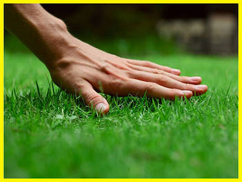 Газонна трава