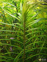 Аквариумные растения Эйхорния лазоревая или водная (Eichhornia azurea, eichhornia aquatica)