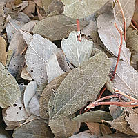 1 кг Голубика лист/трава (Свежий урожай) лат. Vaccínium uliginósum