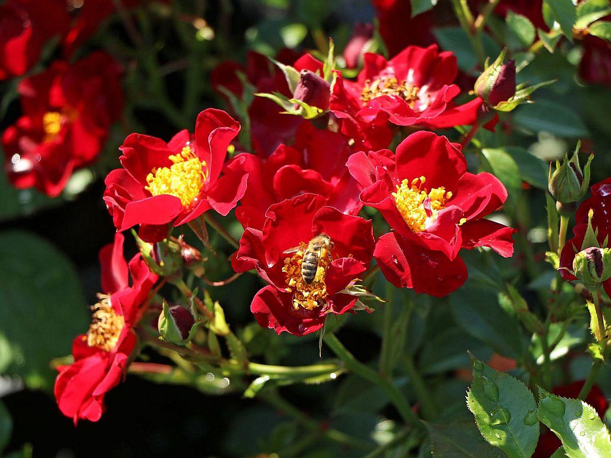 Троянда Bienenweide Rot (Биненвайде Рот) грунтопокривна гір 3л
