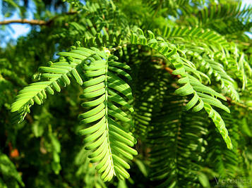 Метасеквоя китайська (20-30 см)