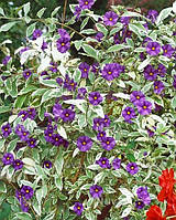 Соланум Dulcamara Variegata.
Solanum dulcamara Variegata.