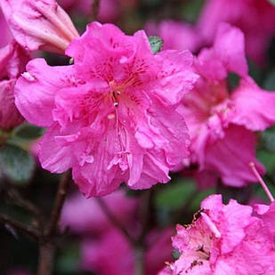 Рододендрон тупий Петтікоат (Rhododendron obtusum / Azalea japonica Petticoat) Р9