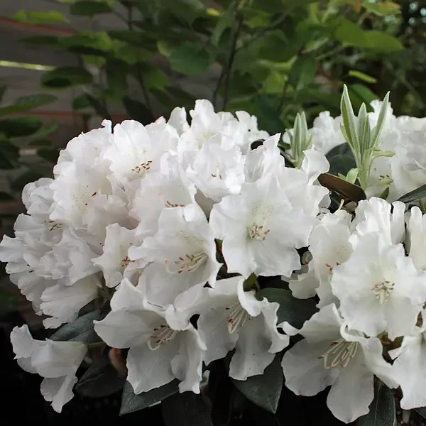 Рододендрон японський (азалія) Шнеструм (Rhododendron obtusum / Azalea japonica Schneesturm) Р9