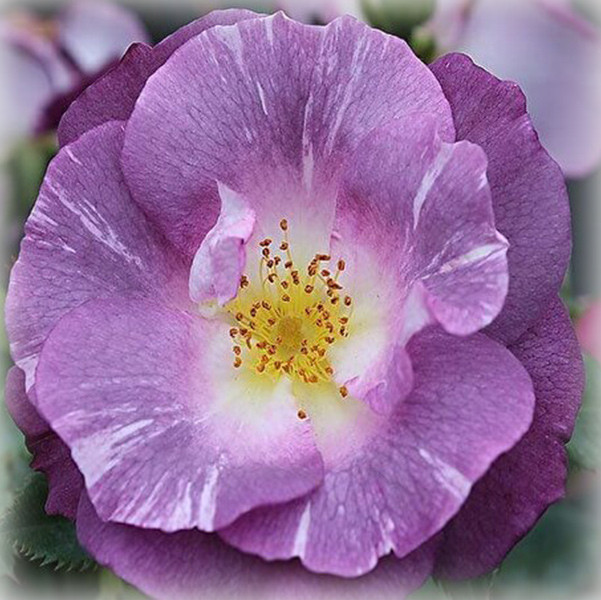 Троянда флорибунда Блю фо Ю (Blue for You), фото 1