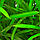 Штучна рослина для акваріума Атман Q-113C 7.5 см, фото 2