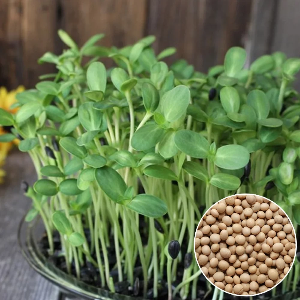 Соя насіння мікрозелені 50 г, фото 1