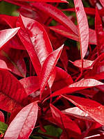 Фотінія fraseri "RED ROBIN". Фотиния "Красный Робин". Photinia fraseri "RED ROBIN".