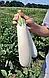 Баклажан Мобі Дик F1 (білий), 250 насіння, фото 2