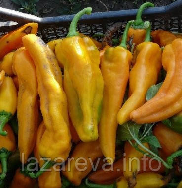 Насіння перцю Жовтий Монстр 20 насінин, фото 1