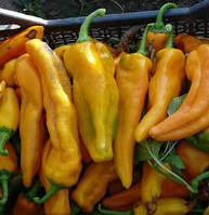 Насіння перцю Жовтий Монстр  20 насінин