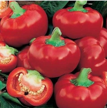 Насіння перцю Колобок  20 насінин, фото 1