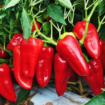 Насіння перцю Франциус 20 насінин, фото 1