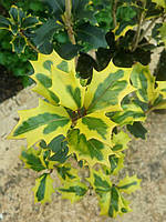 Османтус "Aureomarginatus". Osmanthus heterophyllus '"Aureomarginatus".