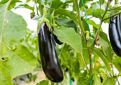 Насіння баклажан Алмаз 30 нас