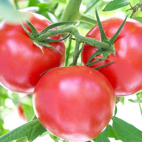 

Томат Демидов Молдавия 1 г