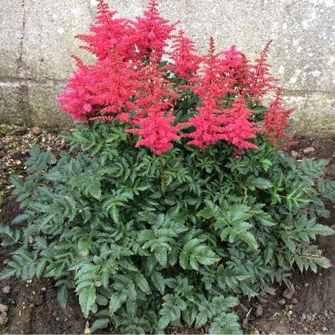 

Астильба Файрберри (Astilbe Fireberry)