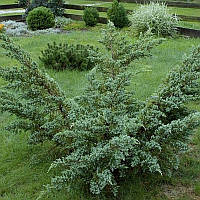 Саженцы Можжевельника Ханнеторп (Juniperus squamata Hunnetorp)