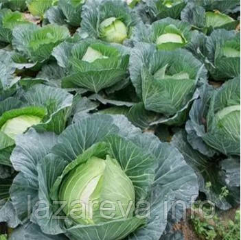 Насіння капусти Камяна голова 100 нас, фото 1