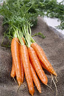Насіння моркви "від Лазаревих" Королева осені 10 г