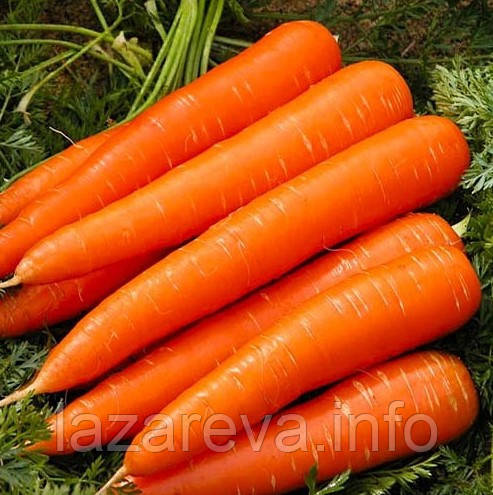 Насіння моркви Червоний велетень 10 г, фото 1