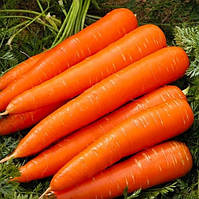 Насіння моркви "від Лазаревих" Червоний велетень 10 г