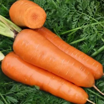 Насіння моркви Шантане Ред Кор 10 г, фото 1