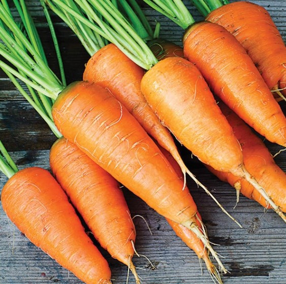 Насіння моркви Каротель 10 г, фото 1