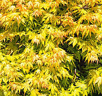 Клен японський "Aureum". Acer Palmatum "Aureum".