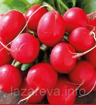 Насіння редьки Червоний з білим кінчиком 3 г, фото 1