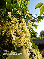 Гортензія в'юнка "Petiolaris". Hydrangea anomala "Petiolaris". Гортензия плетистая "Петиоларис".