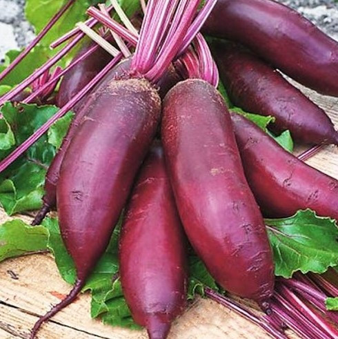 Насіння буряка Ріваль 15 г, фото 1