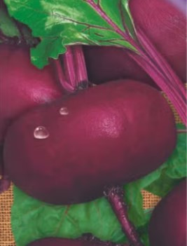 Насіння буряка Єгипетська пласка 15 г, фото 1