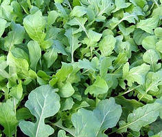 Насіння руколи Знахарь 2 г