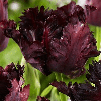 Тюльпан папуговий Frozen Night 12+