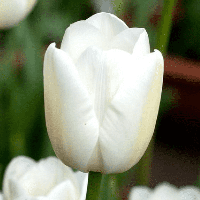 Тюльпан Простий White Marvel 10/11