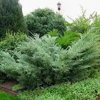 Саджанці Ялівцю віргінського Трипартита (Juniperus virginiana Tripartita)