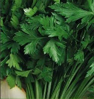 Насіння петрушки Амстердам 2 г