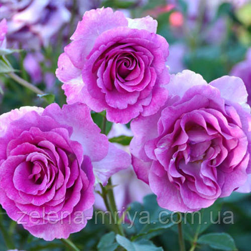 Троянда чайно-гібридна Віолет Парфум